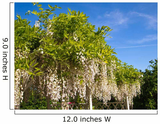 White Wisteria Trellis
