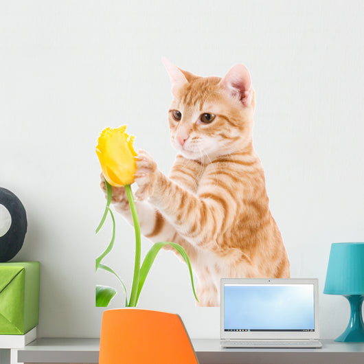 Red Cat Isolated on a White Wall Decal