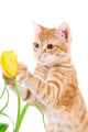 Red Cat Isolated on a White Wall Decal