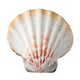 Sea Shell