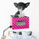 Puppy Chihuahua Wall Decal