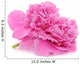 Pink Peony Flower White