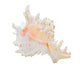 Marine Sea Shell