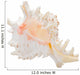 Marine Sea Shell