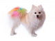 Pomeranian Dog Grooming Colorful Tail Wall Decal