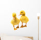 Little Ducklings Wall Decal