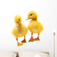 Little Ducklings Wall Decal
