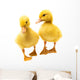 Little Ducklings Wall Decal