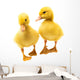 Little Ducklings Wall Decal