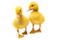 Little Ducklings Wall Decal