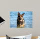 Happy German Shepherd Dog