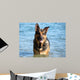 Happy German Shepherd Dog