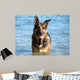 Happy German Shepherd Dog