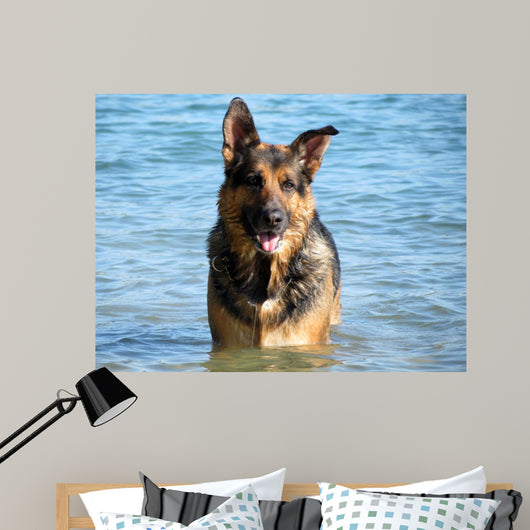 Happy German Shepherd Dog
