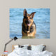 Happy German Shepherd Dog