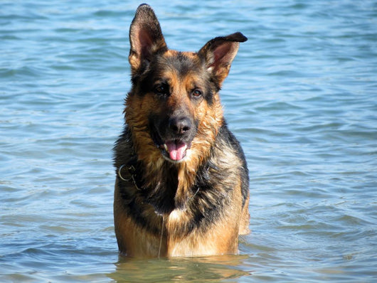 Happy German Shepherd Dog