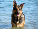Happy German Shepherd Dog
