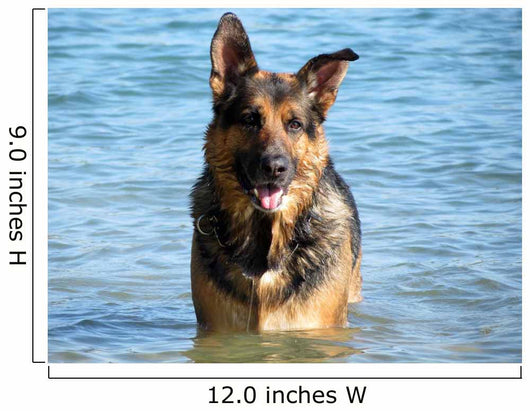 Happy German Shepherd Dog