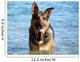 Happy German Shepherd Dog