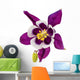 Aquilegia Flower