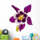 Aquilegia Flower