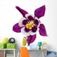 Aquilegia Flower