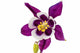 Aquilegia Flower