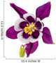 Aquilegia Flower