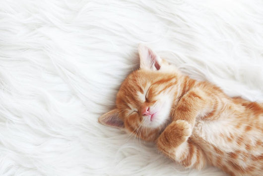 Red Kitten Wall Decal