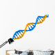 Dna Structure