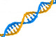 Dna Structure
