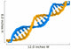 Dna Structure