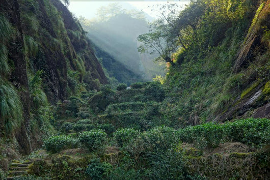 Tea Plantation Fujian Province