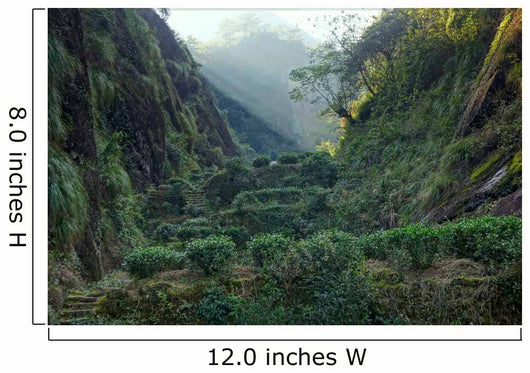 Tea Plantation Fujian Province