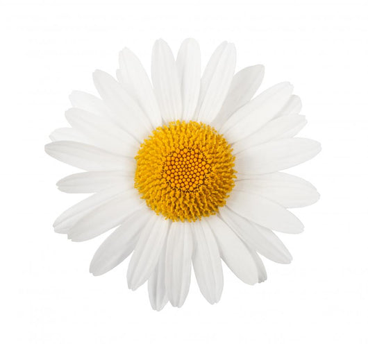 White daisy Wall Decal