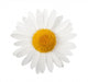 White daisy Wall Decal