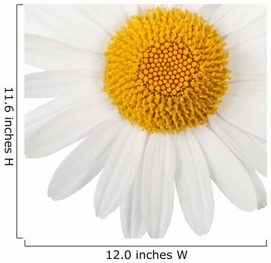 White daisy Wall Decal