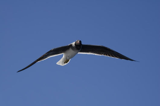 Seagull in the Sky Wall Mural