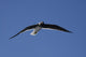 Seagull in the Sky Wall Mural