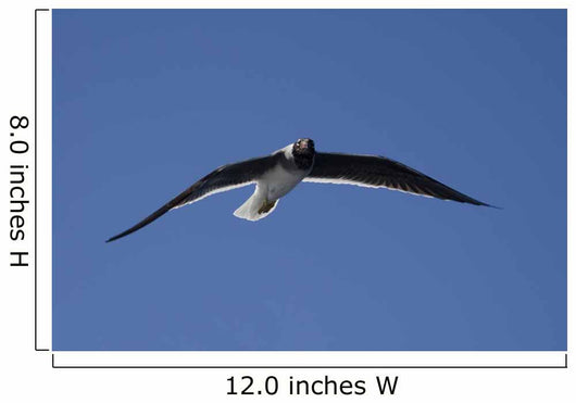 Seagull in the Sky Wall Mural