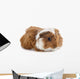 Young Guinea Pig Wall Decal