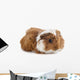 Young Guinea Pig Wall Decal