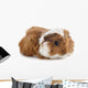 Young Guinea Pig Wall Decal