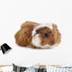 Young Guinea Pig Wall Decal