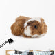 Young Guinea Pig Wall Decal