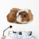 Young Guinea Pig Wall Decal