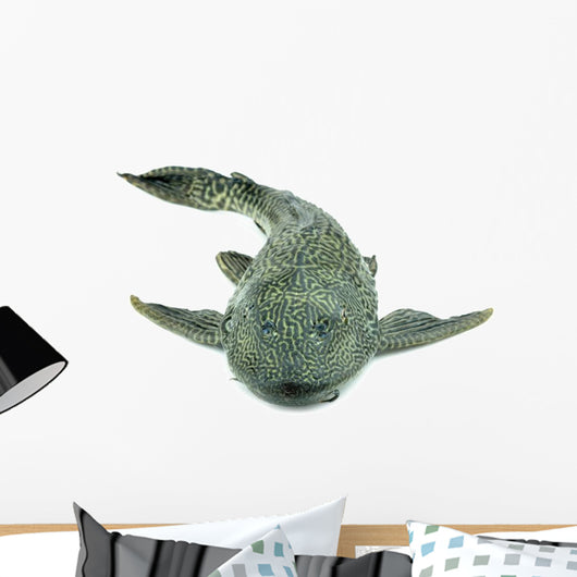 Fish Hypostomus Plecostomus White Wall Decal