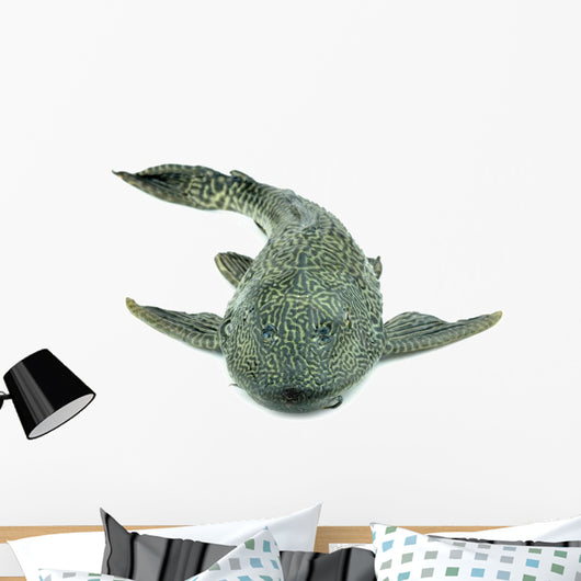 Fish Hypostomus Plecostomus White Wall Decal