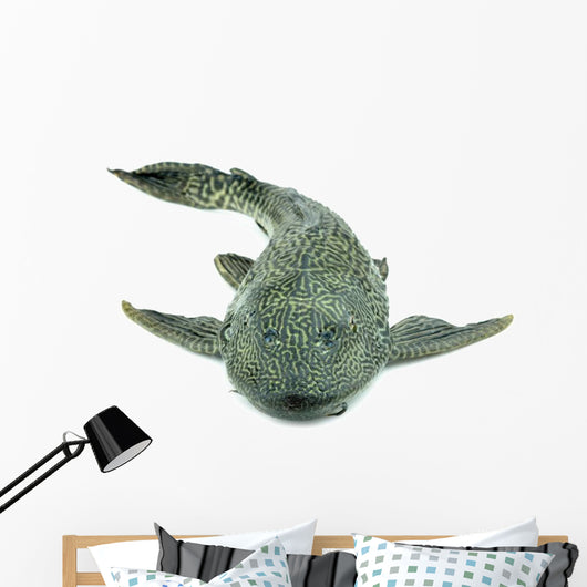 Fish Hypostomus Plecostomus White Wall Decal