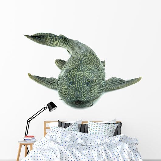 Fish Hypostomus Plecostomus White Wall Decal
